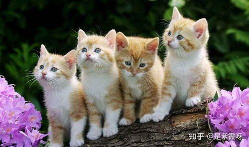 猫咪要买哪些玩具?它们最喜欢哪种材质?