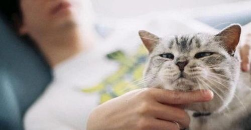 猫咪要买哪些玩具?它们最喜欢哪种材质?