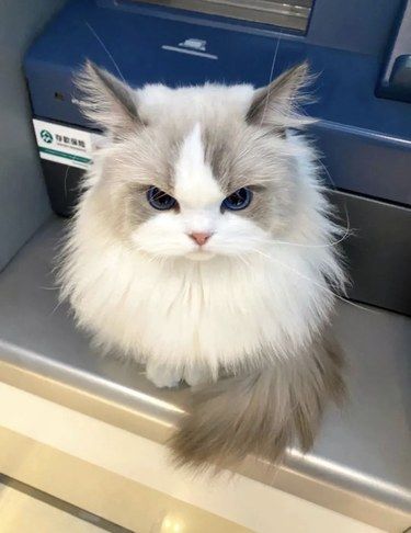 用猫粮袋装大米！我是不是很聪明？快夸我哈哈哈