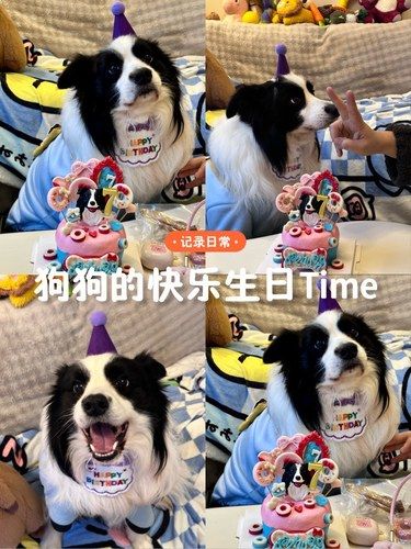 狗狗的快乐生日Time