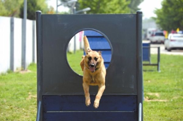 宠物犬训练器材
