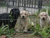 深圳买宠物狗首选扬帆犬舍专业养殖签购犬协议