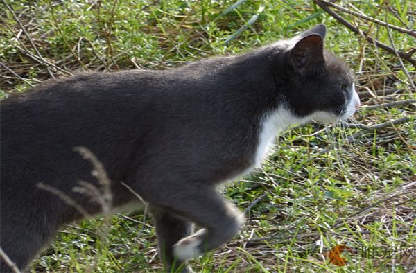 为什么不建议猫咪吃处方粮 没病能吃吗