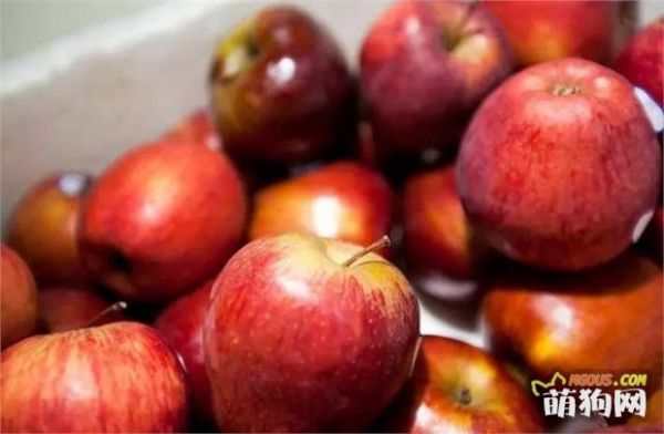 9种水果你可以放心给狗狗食用