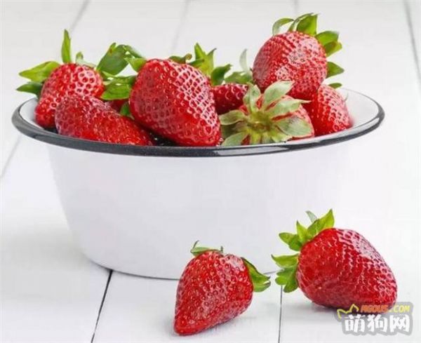 9种水果你可以放心给狗狗食用