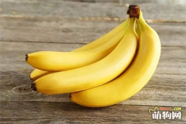 9种水果你可以放心给狗狗食用