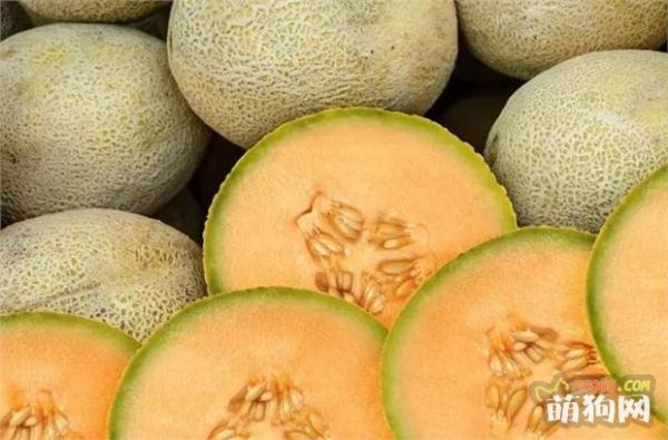 9种水果你可以放心给狗狗食用