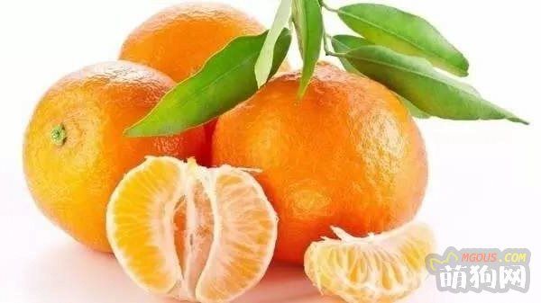 9种水果你可以放心给狗狗食用