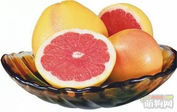 9种水果你可以放心给狗狗食用