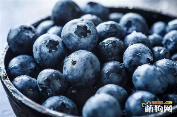 9种水果你可以放心给狗狗食用