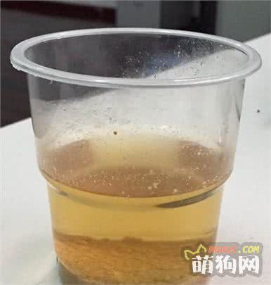如何选择一款好的犬粮