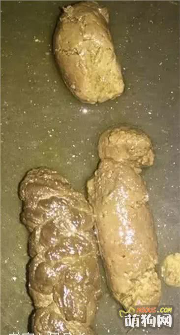 如何选择一款好的犬粮