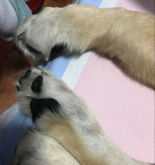 小狗脚趾被踩肿了怎么办（急救方法与护理技巧）