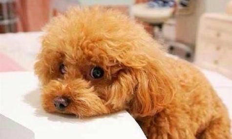 狗狗受伤了怎么办？正确处理方法有哪些？