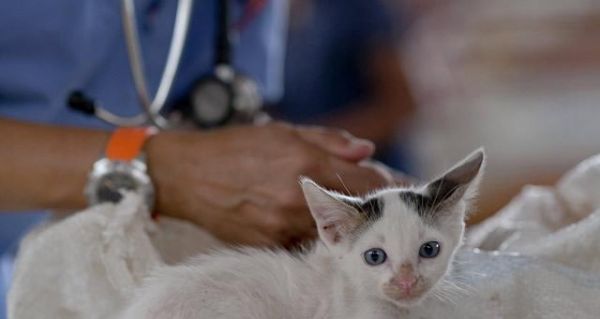 猫咪接生须知（宠物猫生产急救技巧）