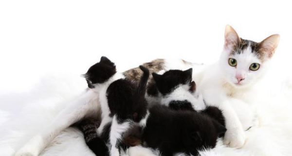 猫咪接生须知（宠物猫生产急救技巧）