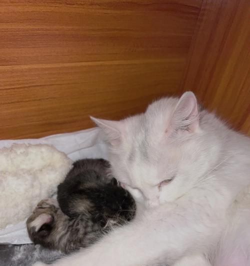 猫咪接生须知（宠物猫生产急救技巧）