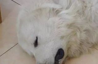 宠物下巴咬碎,速学急救技巧!