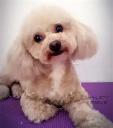 ******的狗粮设备厂家_金诺狗粮设备