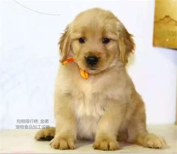 金诺狗粮设备中心讲解的宠物狗狗急救情况