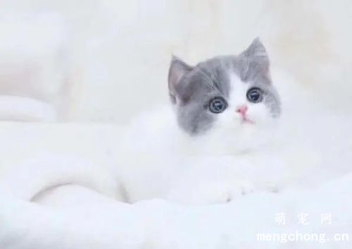 英国短毛猫的生活习性，性格怎样？