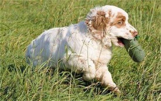 克伦伯猎鹬犬生活习惯