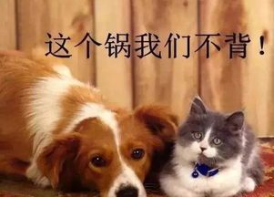 幼犬体重下降？宠物营养调理攻略