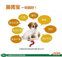 宠物肠胃不适,关爱调养指南