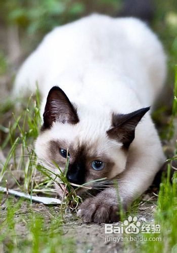 宠物猫瘟调理全攻略