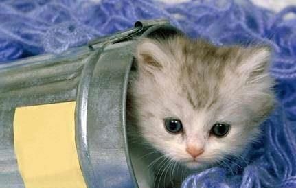 宠物猫瘟调理全攻略