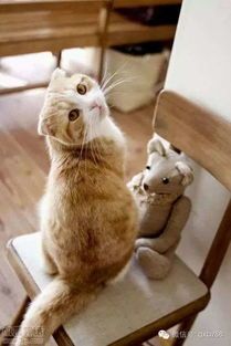 养猫必看：小猫肠胃调理攻略