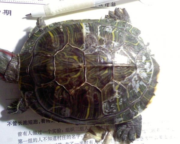 乌龟腐皮腐甲的原因与治理方法二：治疗的与防护措施