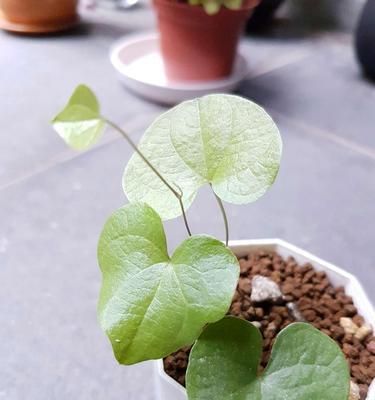 龟甲龙养殖指南（打造爱宠的家-了解龟甲龙的养殖方法和注意事项）