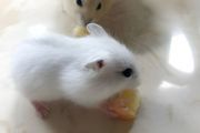 冬天仓鼠怎么养