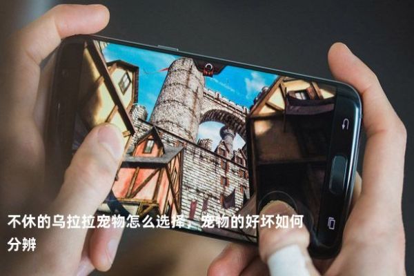 不休的乌拉拉宠物怎么选择，宠物的好坏如何分辨