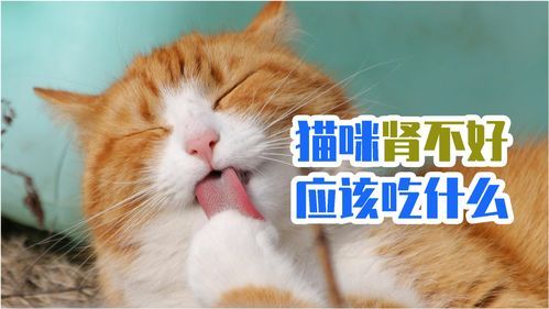 猫咪肾脏保护食品有哪些？适合猫咪的肾脏健康食谱推荐？