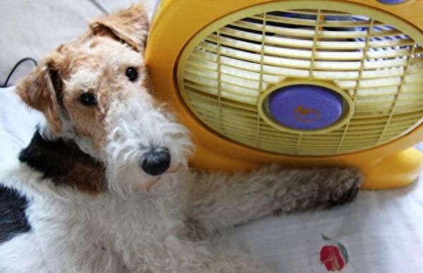 夏日炎热，狗狗避暑出奇招儿：快来跟我清凉一下吧！