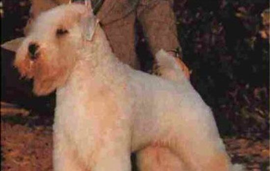 狗粮的种类 细说狗狗们的活力来源—犬粮