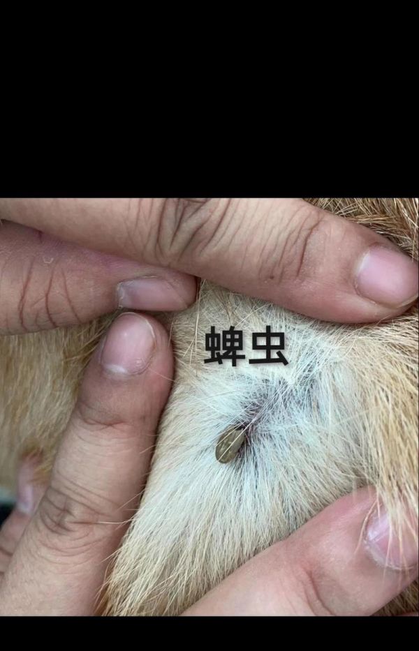 宠物寄生虫传染人怎么办？预防和处理方法有哪些？