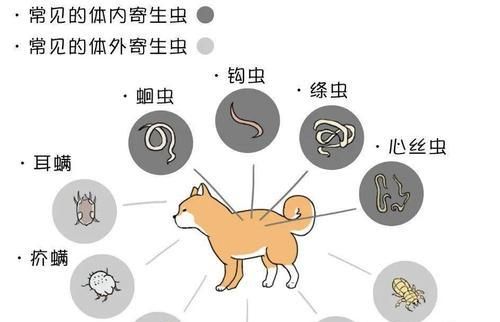 宠物寄生虫传染人怎么办？预防和处理方法有哪些？