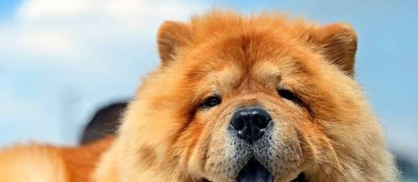 以松狮犬的常见疾病防治为主题的宠物健康指南（预防胜于治疗，让你的松狮犬健康快乐生活！）