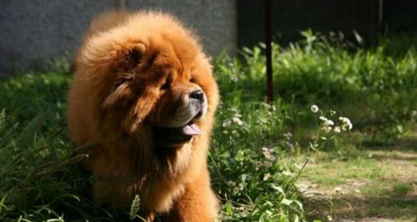 以松狮犬的常见疾病防治为主题的宠物健康指南（预防胜于治疗，让你的松狮犬健康快乐生活！）