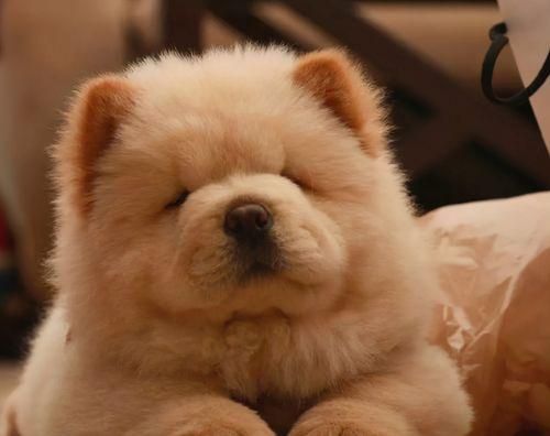 以松狮犬的常见疾病防治为主题的宠物健康指南（预防胜于治疗，让你的松狮犬健康快乐生活！）