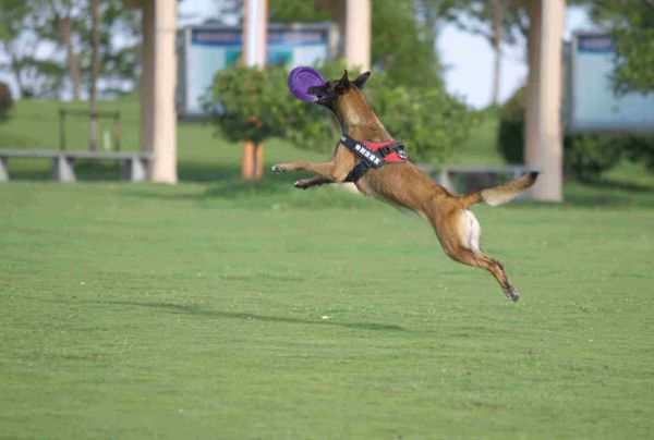 训狗师专业指导零基础自学宠物训练犬课程-微密圈觅圈铁粉