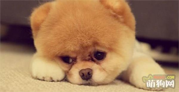 新人必学！快收藏！10年训犬师推荐，1分钟快速学会训练小狗狗