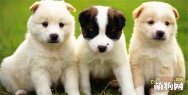 新人必学！快收藏！10年训犬师推荐，1分钟快速学会训练小狗狗