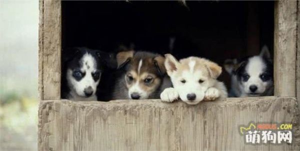 新人必学！快收藏！10年训犬师推荐，1分钟快速学会训练小狗狗