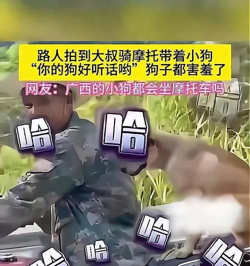 小狗训练指南（培养你的小狗良好的行为习惯，让你的生活更轻松愉快）