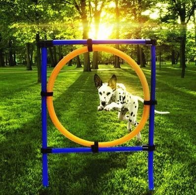 渝北训犬 训狗 宠物犬伴侣犬行为习惯纠正 宠物训练 有口皆碑 合理安排