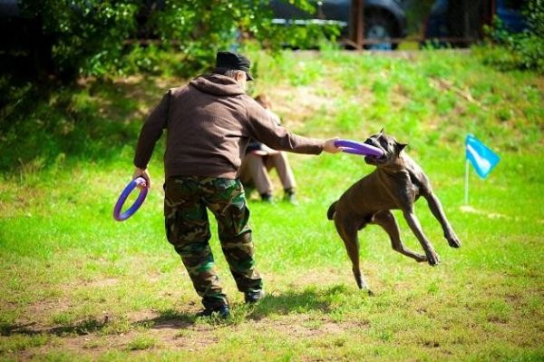 渝北训犬 训狗 宠物犬伴侣犬行为习惯纠正 宠物训练 有口皆碑 合理安排